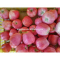 Year 2016 Bagged Red Star Apple From High Land